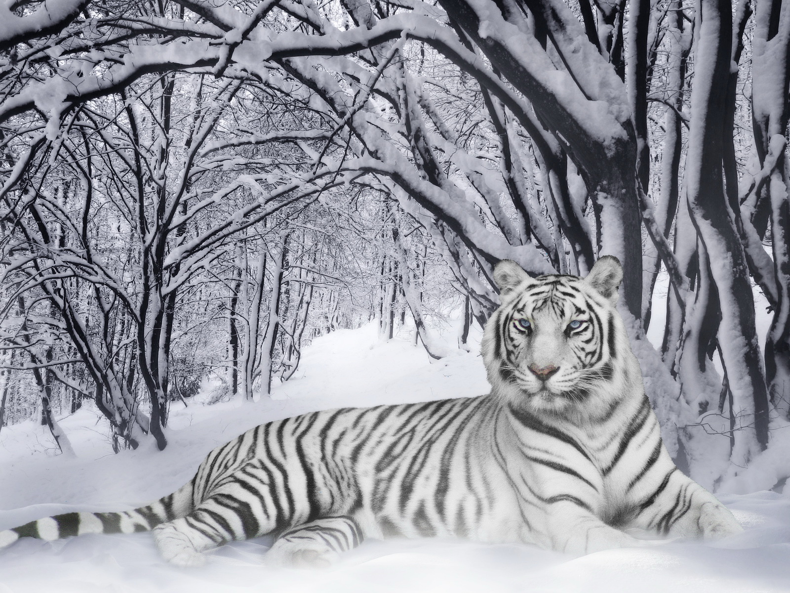 3d обои Белый тигр среди снежного леса  зима # 40968