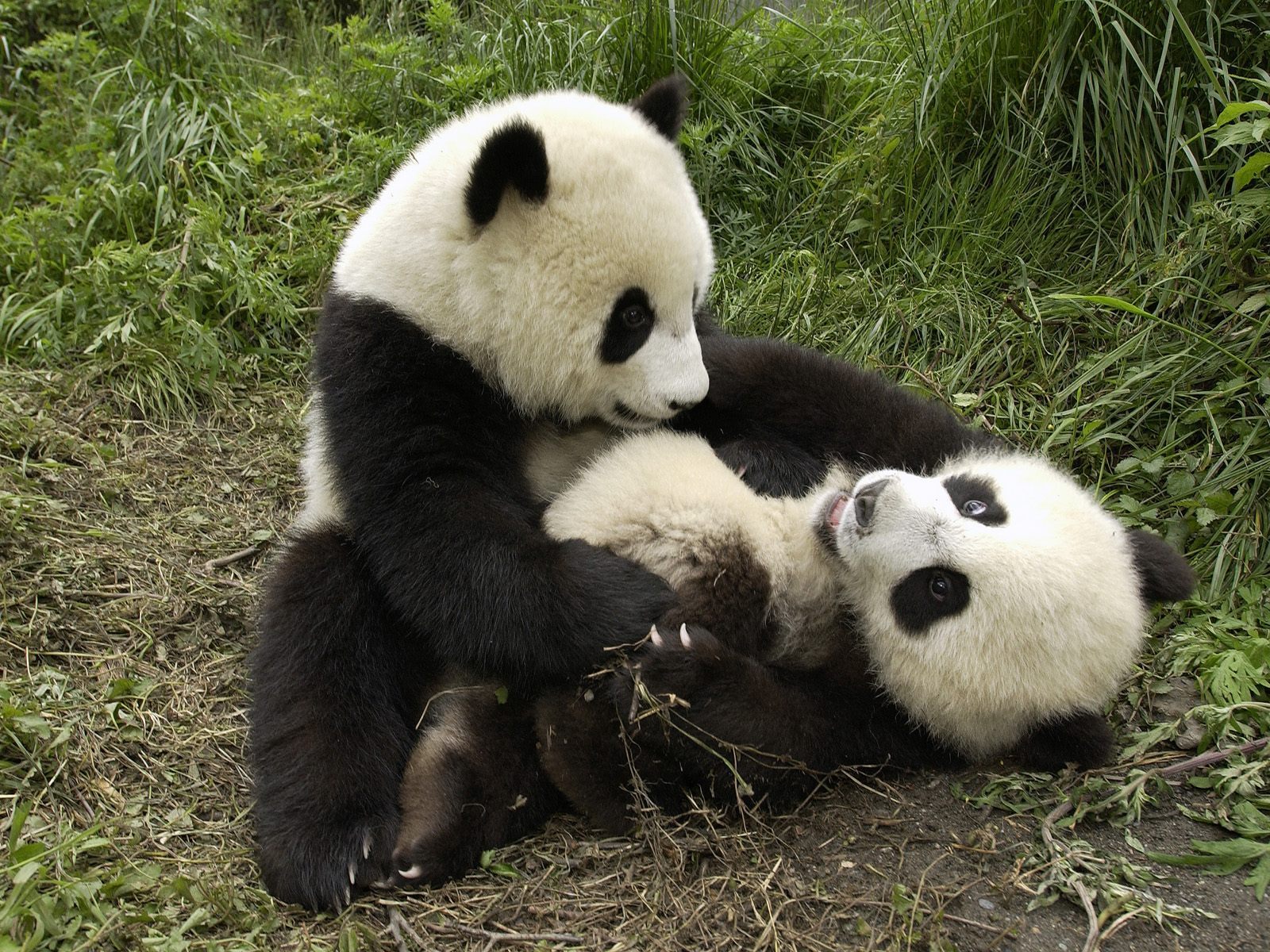 3d обои Расшалившиеся панды  медведи # 53383
