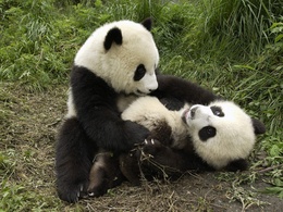 3d обои Расшалившиеся панды  смешные