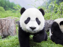 3d обои Панда смотрит прямо в объектив  милые