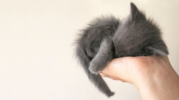 3d обои Серый котенок спит на руке  милые