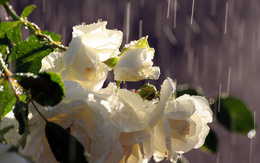 3d обои Розы под дождем  капли