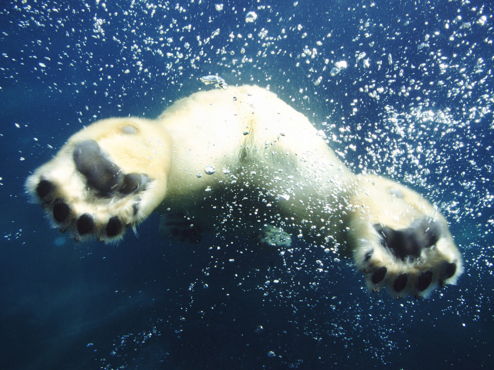 3d обои Попа белого медведя под водой  подводные # 68486