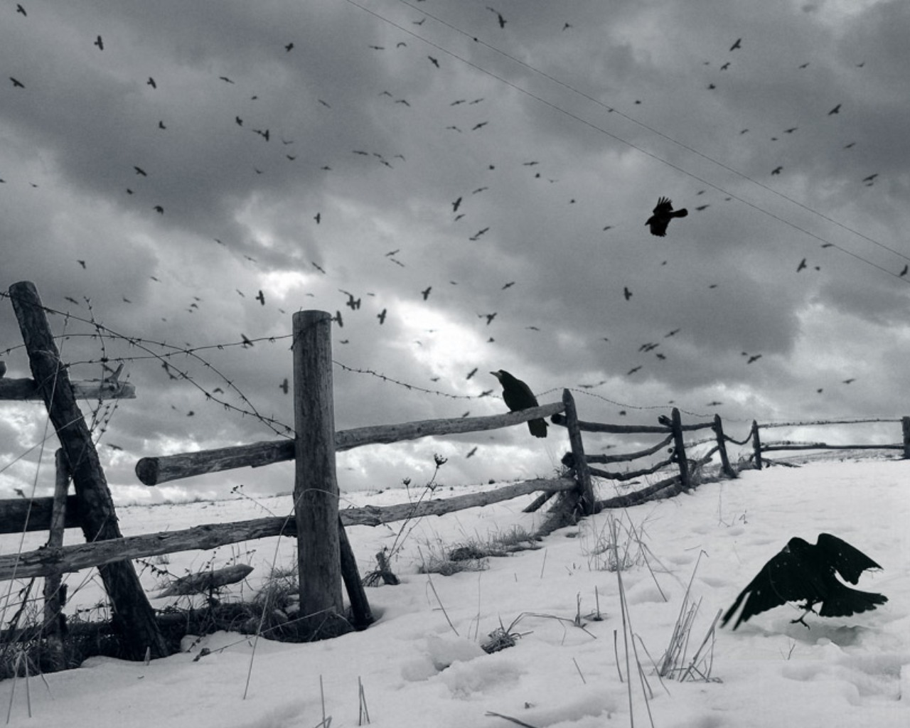 3d обои Вороны летают над снежной равниной и сломанным забором с колючей проволокой  зима # 40983