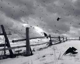3d обои Вороны летают над снежной равниной и сломанным забором с колючей проволокой  зима