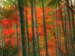 3d обои Бамбуковый осенний лес  осень