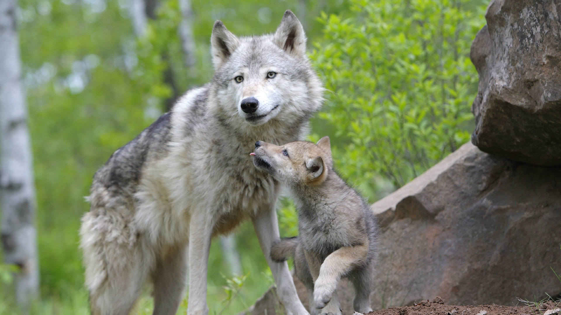 3d обои Волчица с детёнышем  волки # 23603