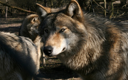 3d обои Волчья стая  волки