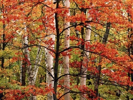 3d обои Осенний лес  осень