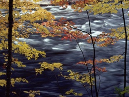 3d обои Осенний клен над бурной рекой  листья