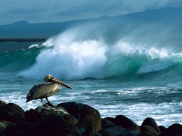 3d обои Пеликан сидит на камнях во время шторма  птицы