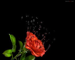3d обои Роза с каплями воды  капли