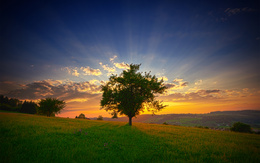 3d обои дерево в поле заслоняет солнце на закате  солнце