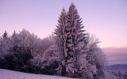 3d обои Две огромные заснеженные ёлки как будто прижались друг к другу от холода, стоя рядом с другими деревьями  зима