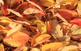 3d обои Осенние сухие листья  листья