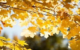 3d обои Жёлтые кленовые листья под солнцем  листья