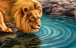 3d обои Гордый лев на водопое, с подбородка капает вода  львы