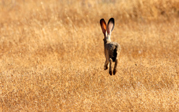 3d обои Заяц в прыжке, в сухом жёлтом поле  кролики