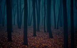 3d обои Мистический осенний лес  ночь