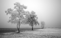3d обои Запорошенные снегом деревья на поле  черно-белые
