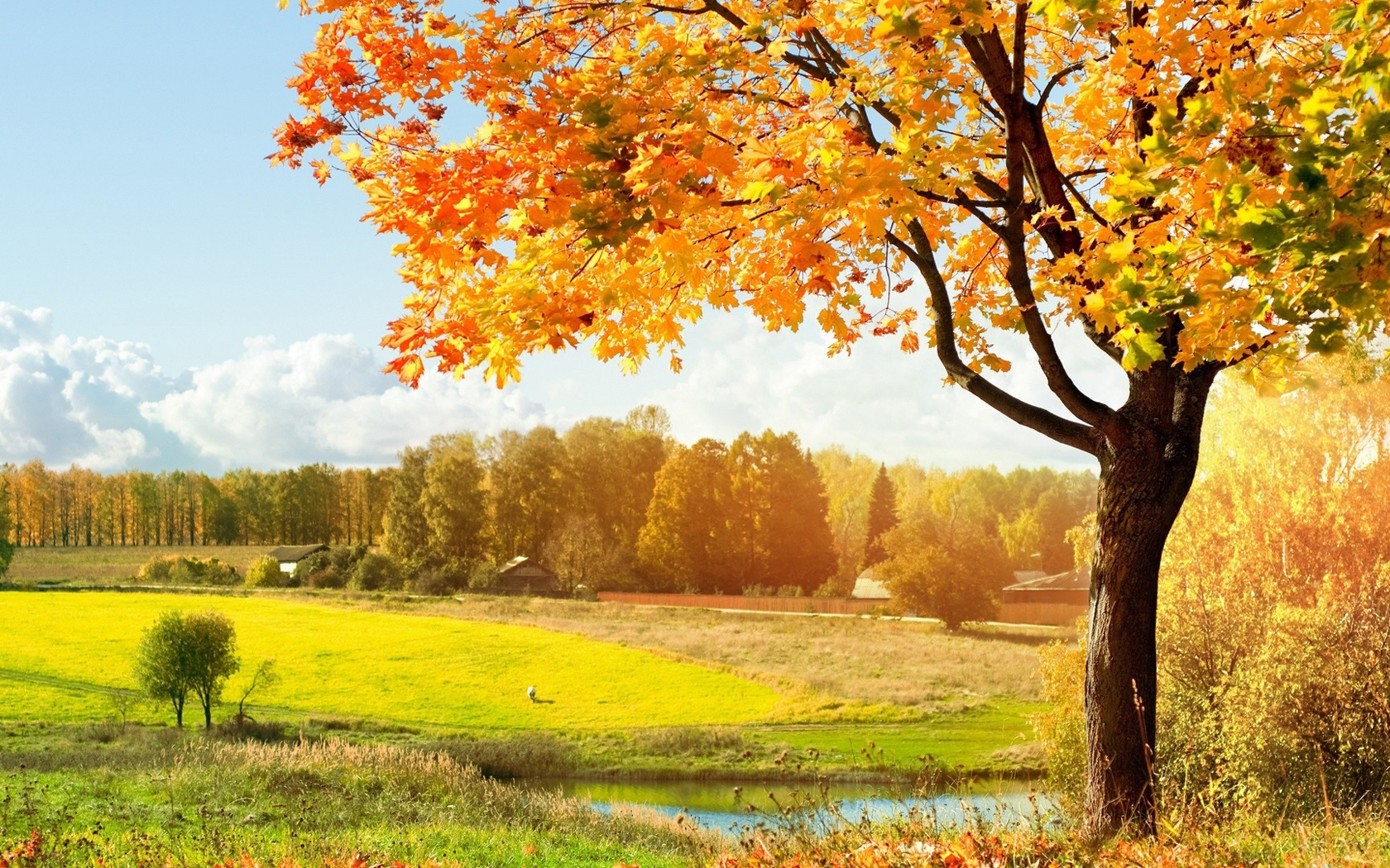 3d обои Вроде летний пейзаж.. но об наступившей осени говорит пожелтевшее дерево  осень # 68303