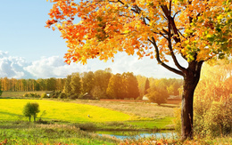 3d обои Вроде летний пейзаж.. но об наступившей осени говорит пожелтевшее дерево  осень