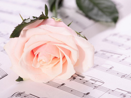 3d обои Розовая роза лежит на нотах  музыка
