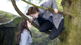 3d обои Белла и Эдвард свешивается с дерева  кино