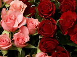 3d обои Букет розовых и красных роз  капли