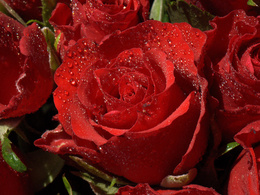 3d обои Красные розы в каплях  капли