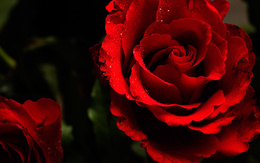 3d обои Красная роза  капли
