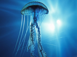 3d обои прозрачная медуза  1600х1200