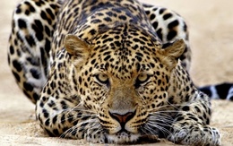 3d обои Леопард  леопарды