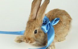 3d обои Кролик с голубой лентой  кролики