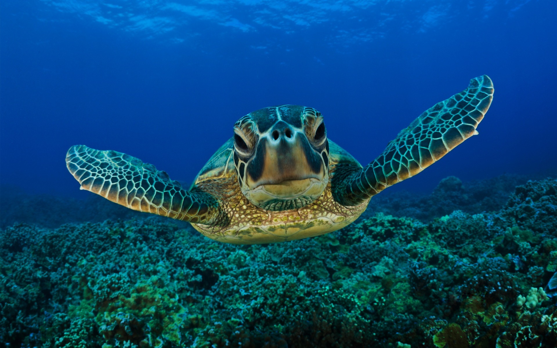 3d обои Морская черепаха  подводные # 68490