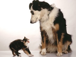 3d обои Собака с недоумением смотрит на шипящего на неё котёнка  собаки