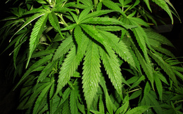 3d обои Куст марихуанны  листья