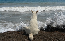 3d обои Белая собака наблюдает за всплесками пенистых волн  собаки