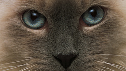 3d обои Кошачья морда с серыми глазами  глаза