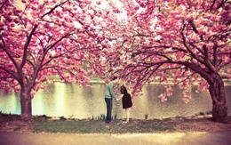 3d обои Весны любовные томления... влюблённые целуются под цветущими деревьями  любовь