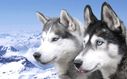 3d обои Волки на фоне гор  волки