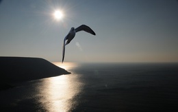 3d обои Полёт чайки над морем  солнце