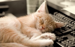3d обои Рыжий котёнок спит головой на клавиатуре  милые
