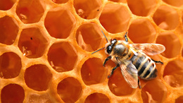 3d обои Пчела и соты с мёдом  насекомые