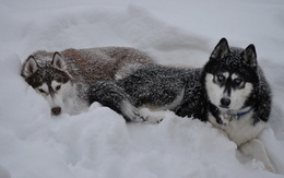 3d обои Сибирские хаски отдыхают, лёжа на снегу  снег