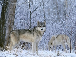 3d обои Волки в зимнем лесу  волки