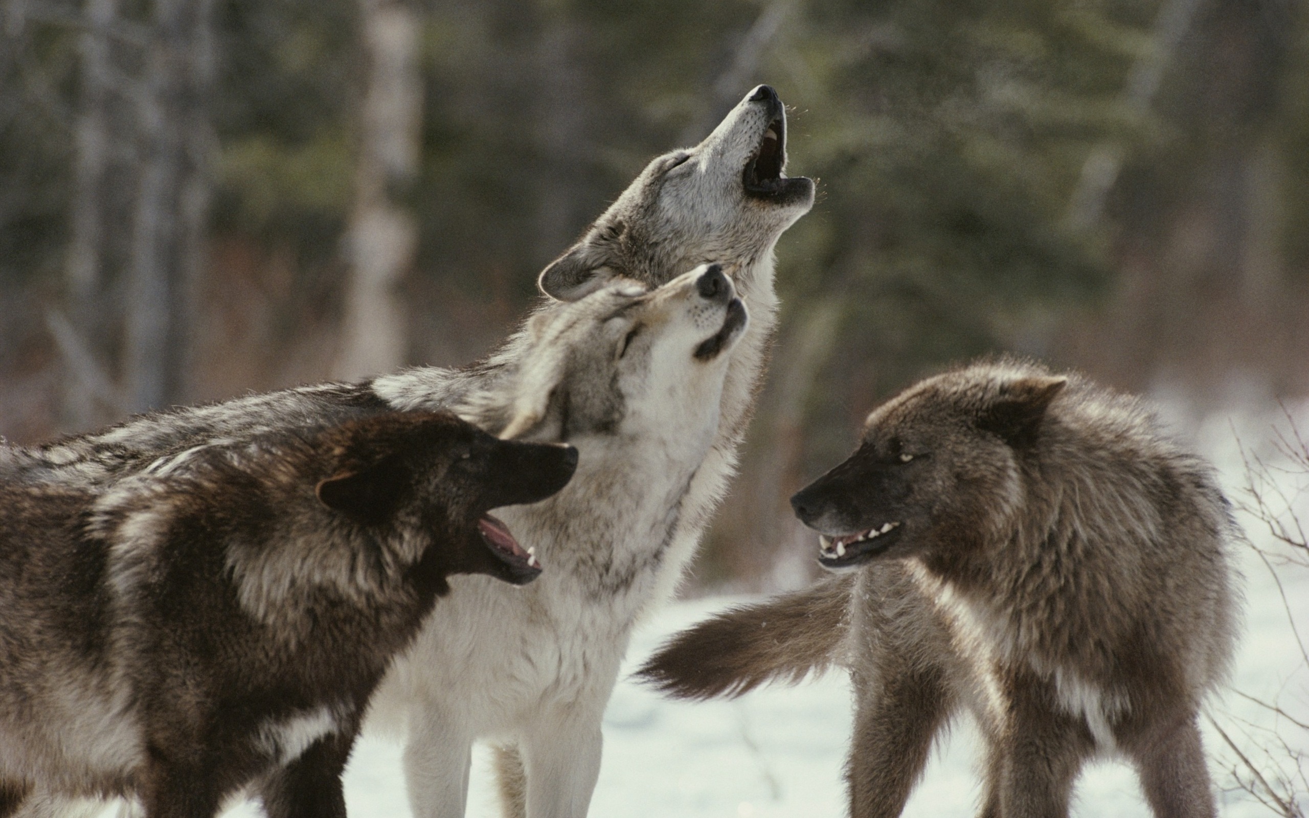 3d обои Волки воют  волки # 23403