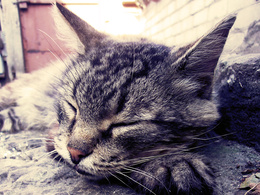 3d обои Серый кошак мило спит  кошки