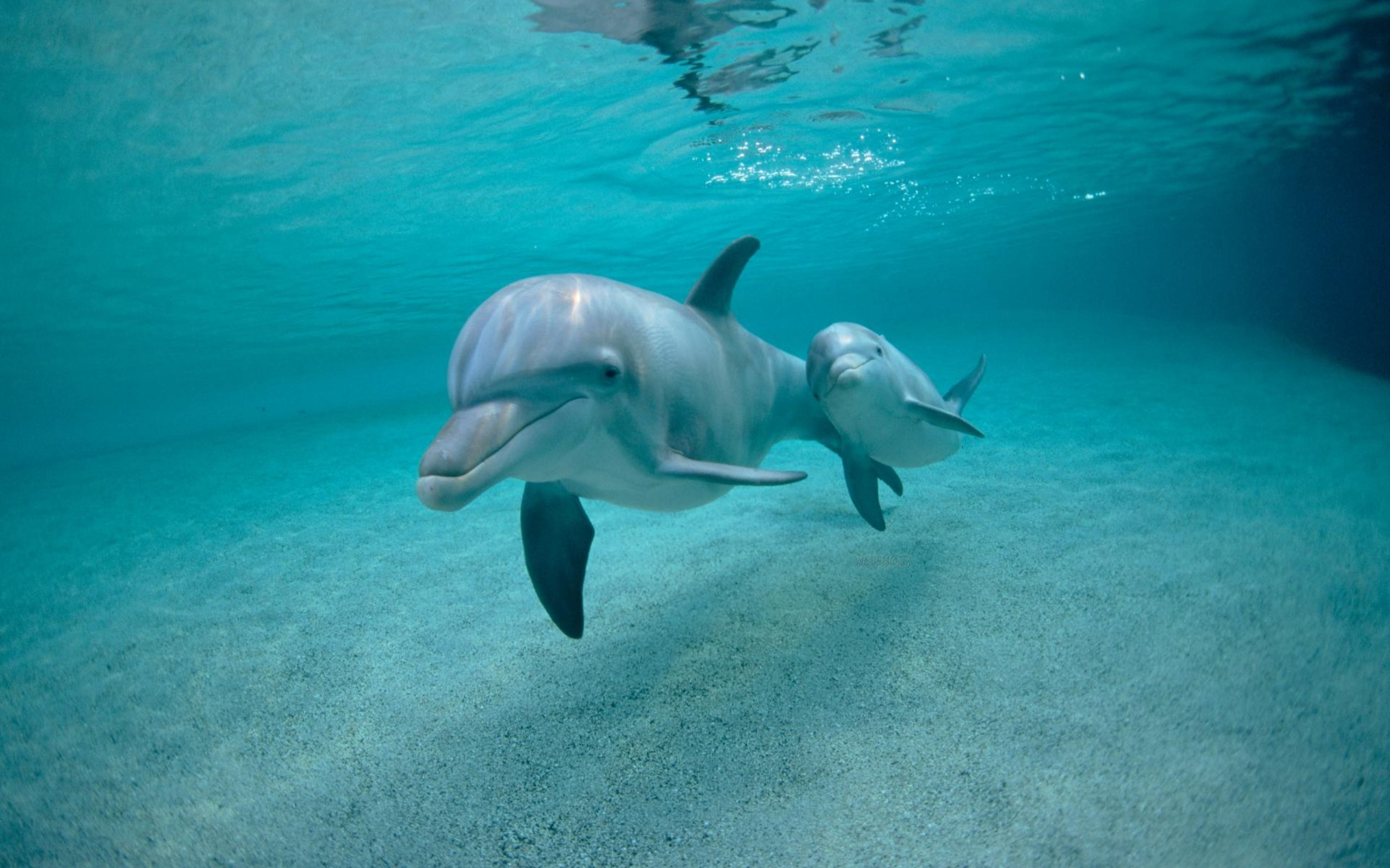 3d обои Дельфины  рыбы # 79463