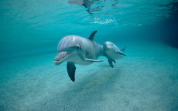 3d обои Дельфины  подводные